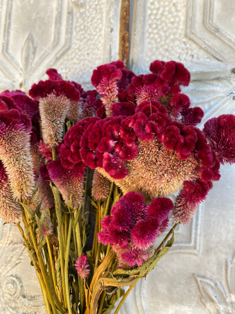 Dried Flower Bunch-Crest Celosia Burgundy - Sunny Meadows Flower Farm