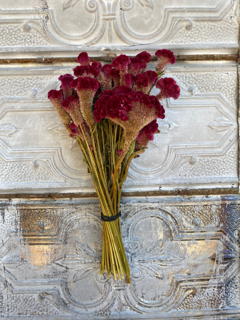 Dried Flower Bunch-Crest Celosia Burgundy - Sunny Meadows Flower Farm