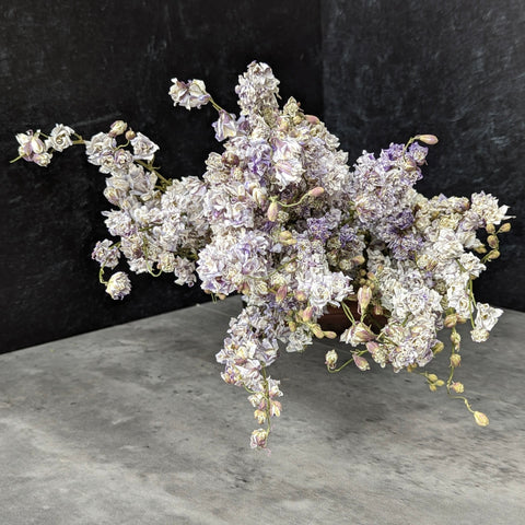 Dried Flower Bunch-Larkspur Smokey Eyes - Sunny Meadows Flower Farm