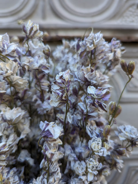 Dried Flower Bunch-Larkspur Smokey Eyes - Sunny Meadows Flower Farm