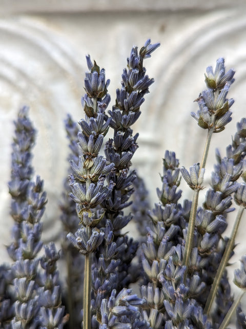Dried Flower Bunch-Lavender - Sunny Meadows Flower Farm