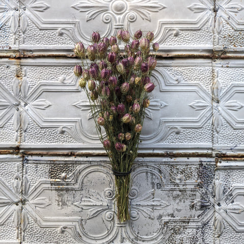 Dried Flower Bunch-Nigella Pods - Sunny Meadows Flower Farm