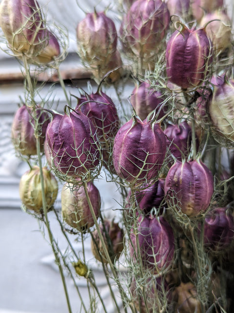 Dried Flower Bunch-Nigella Pods - Sunny Meadows Flower Farm
