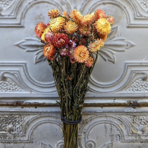 Dried Flower Bunch-Strawflower Apricot - Sunny Meadows Flower Farm