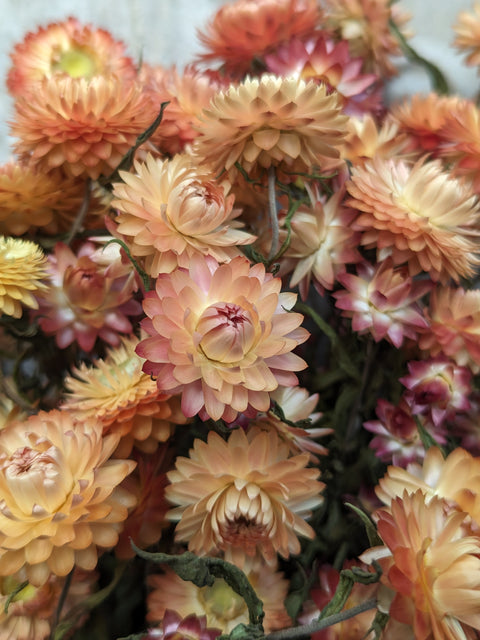 Dried Flower Bunch-Strawflower Apricot - Sunny Meadows Flower Farm