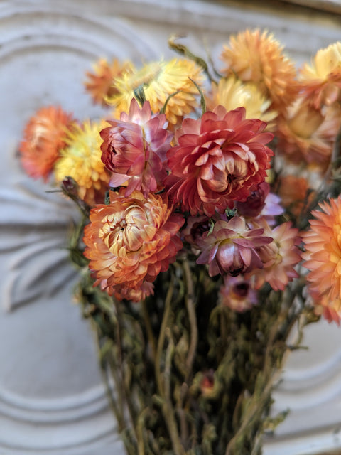Dried Flower Bunch-Strawflower Apricot - Sunny Meadows Flower Farm