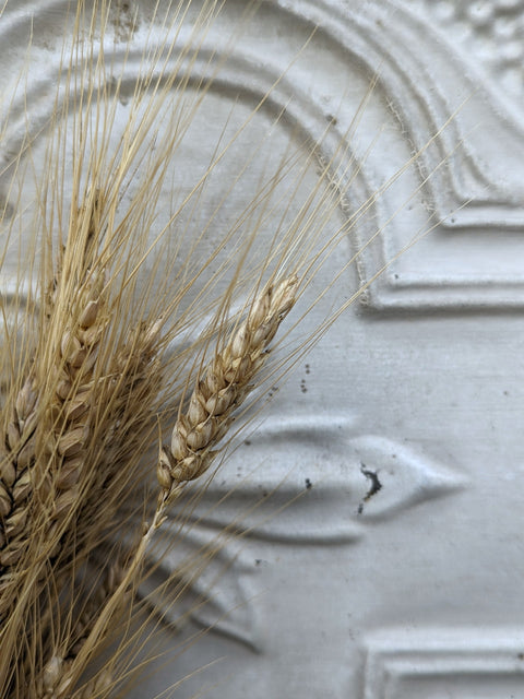 Dried Flower Bunch-Wheat - Sunny Meadows Flower Farm