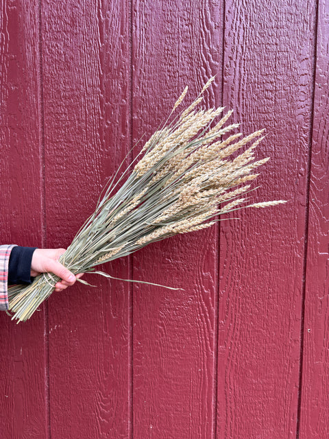 Dried Flower Bunch-Wheat - Sunny Meadows Flower Farm