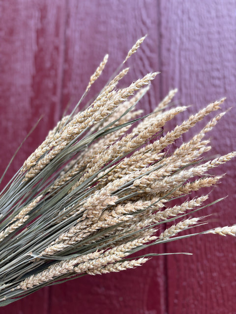 Dried Flower Bunch-Wheat - Sunny Meadows Flower Farm