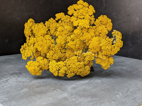 Dried Flower Bunch-Yellow Yarrow - Sunny Meadows Flower Farm