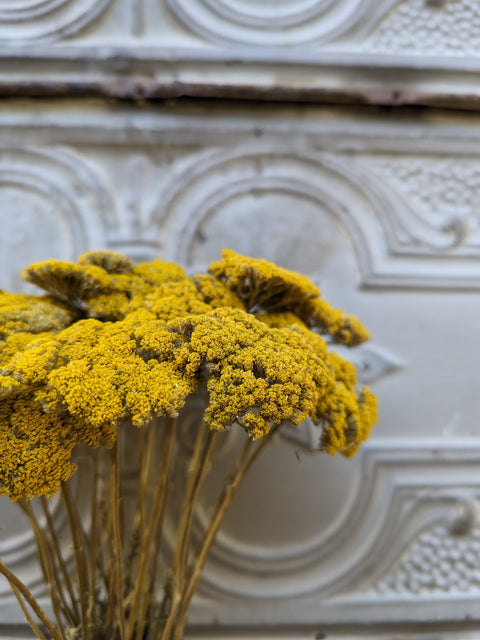 Dried Flower Bunch-Yellow Yarrow - Sunny Meadows Flower Farm