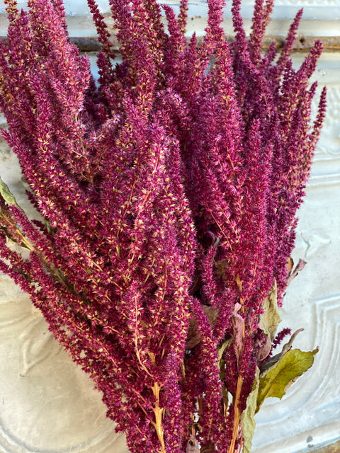 Dried Foliage Bunch-Amaranth Burgundy - Sunny Meadows Flower Farm