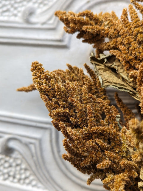 Dried Foliage Bunch-Amaranth Tan - Sunny Meadows Flower Farm