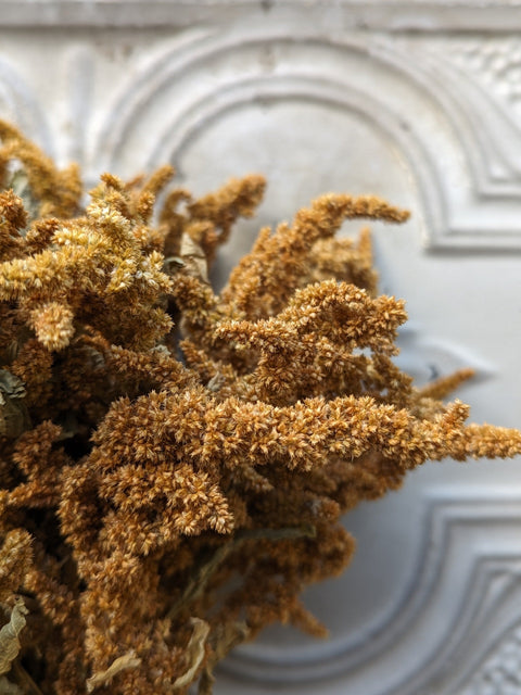 Dried Foliage Bunch-Amaranth Tan - Sunny Meadows Flower Farm