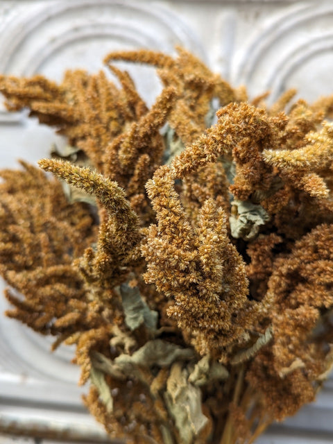 Dried Foliage Bunch-Amaranth Tan - Sunny Meadows Flower Farm