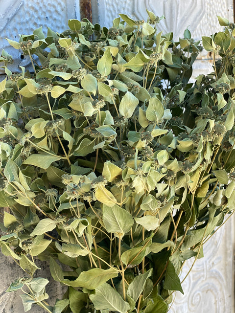 Dried Foliage Bunch-Mountain Mint - Sunny Meadows Flower Farm