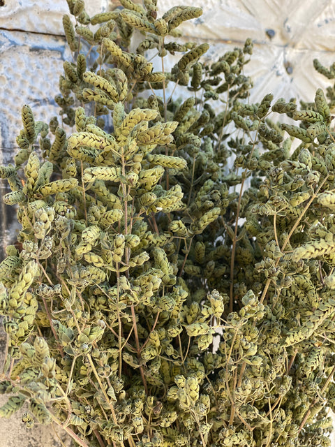 Dried Foliage Bunch - Oregano Italian - Sunny Meadows Flower Farm