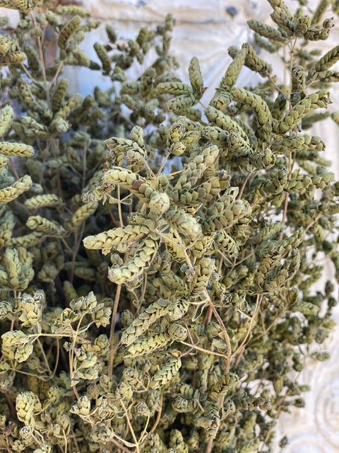 Dried Foliage Bunch - Oregano Italian - Sunny Meadows Flower Farm