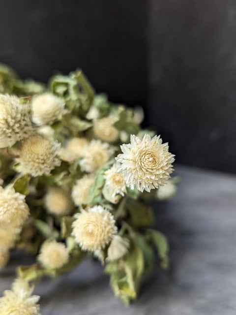 Dried Flower Bunch-Gomphrena White - Sunny Meadows Flower Farm