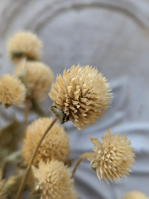 Dried Flower Bunch-Gomphrena White - Sunny Meadows Flower Farm