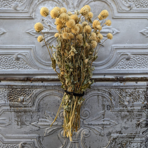 Dried Flower Bunch-Gomphrena White - Sunny Meadows Flower Farm
