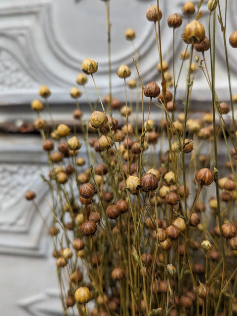 Dried Grasses-Flax - Sunny Meadows Flower Farm