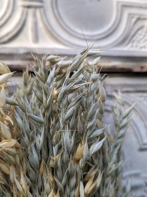 Dried Grasses-Oats - Sunny Meadows Flower Farm
