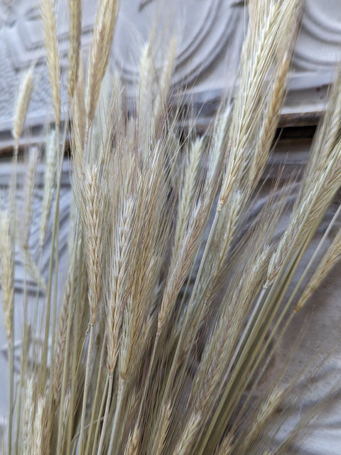 Dried Grasses-Rye - Sunny Meadows Flower Farm