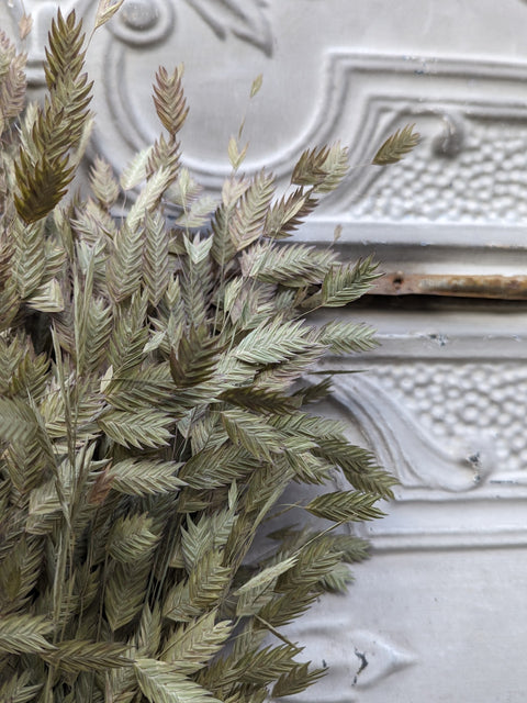 Dried Grasses-Sea Oats - Sunny Meadows Flower Farm