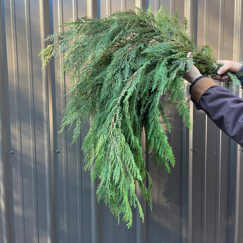 Evergreens Bundle- Arborvitae - Sunny Meadows Flower Farm