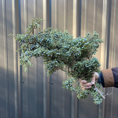 Evergreens Bundle-Berried Juniper - Sunny Meadows Flower Farm