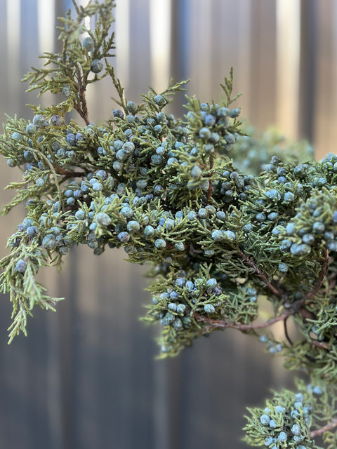 Evergreens Bundle-Berried Juniper - Sunny Meadows Flower Farm