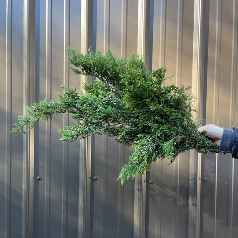 Evergreens Bundle- Blueberry Cedar - Sunny Meadows Flower Farm