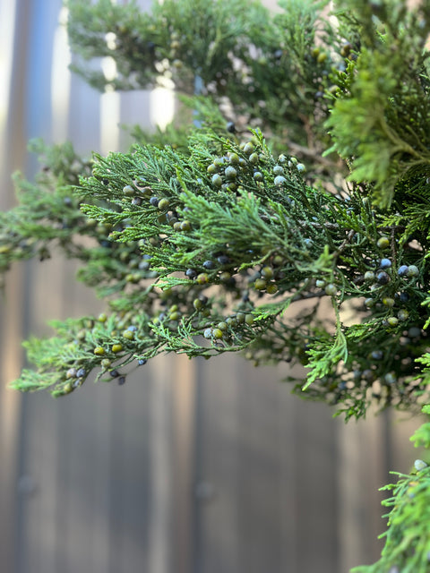 Evergreens Bundle- Blueberry Cedar - Sunny Meadows Flower Farm