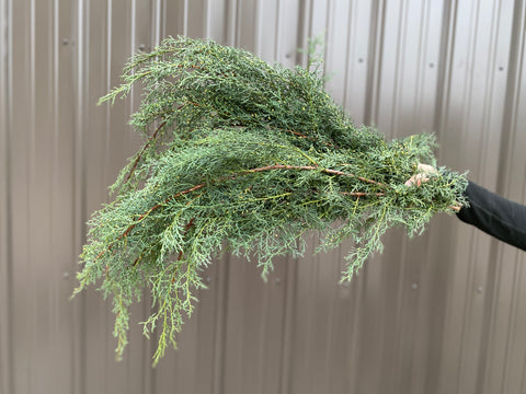 Evergreens Bundle-Carolina Sapphire - Sunny Meadows Flower Farm