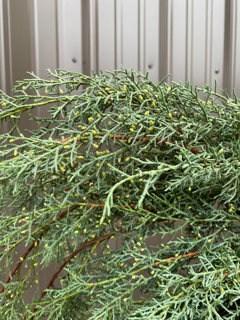 Evergreens Bundle-Carolina Sapphire - Sunny Meadows Flower Farm