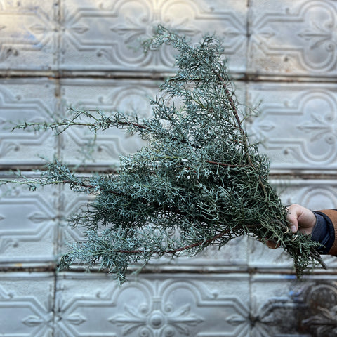 Evergreens Bundle-Cypress Blue Ice - Sunny Meadows Flower Farm