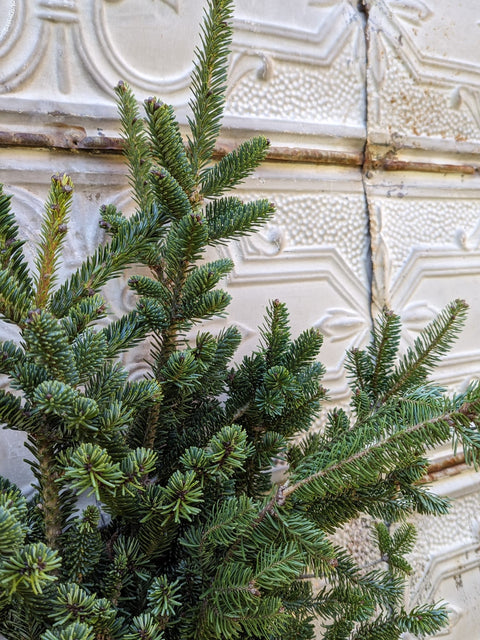 Evergreens Bundle-Frasier Fir - Sunny Meadows Flower Farm