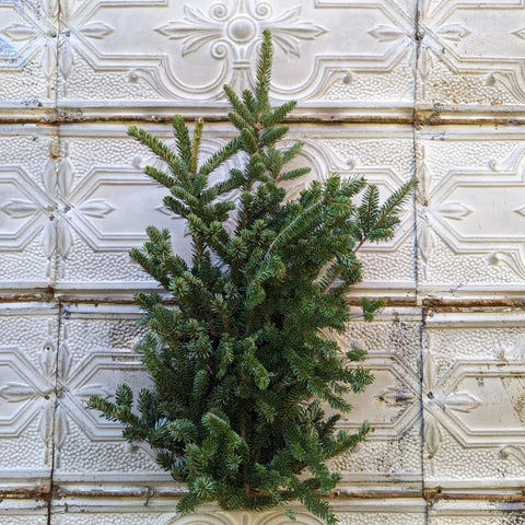 Evergreens Bundle-Frasier Fir - Sunny Meadows Flower Farm