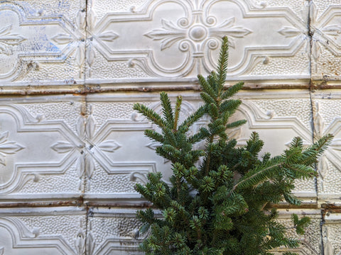 Evergreens Bundle-Frasier Fir - Sunny Meadows Flower Farm