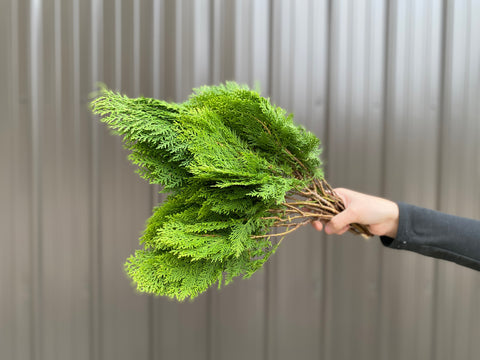 Evergreens Bundle-Golden Cedar - Sunny Meadows Flower Farm