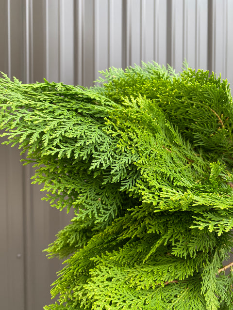 Evergreens Bundle-Golden Cedar - Sunny Meadows Flower Farm