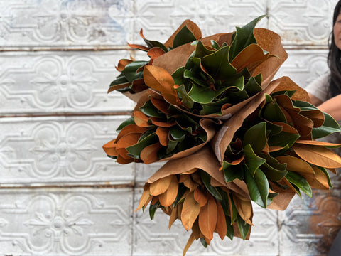 Evergreens Bundle-Magnolia - Sunny Meadows Flower Farm
