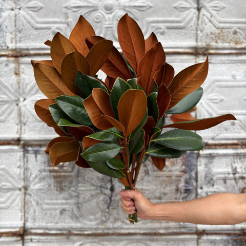 Evergreens Bundle-Magnolia - Sunny Meadows Flower Farm