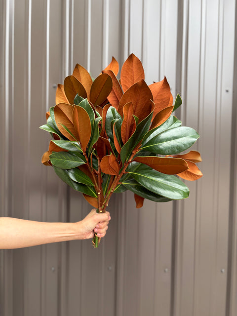 Evergreens Bundle-Magnolia - Sunny Meadows Flower Farm