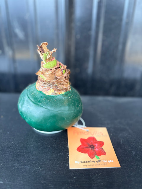 Wax Amaryllis Bulb - Sunny Meadows Flower Farm