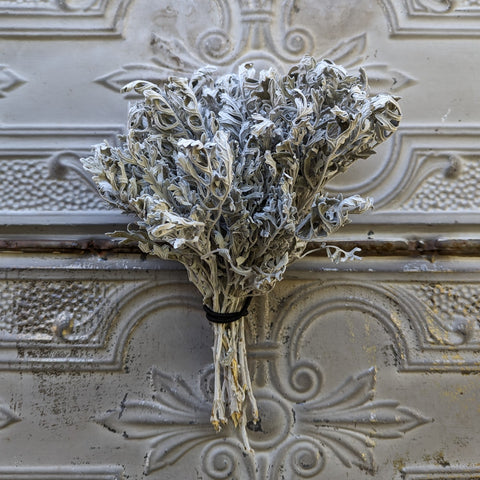 Dried Foliage Bunch-Dusty Miller - Sunny Meadows Flower Farm