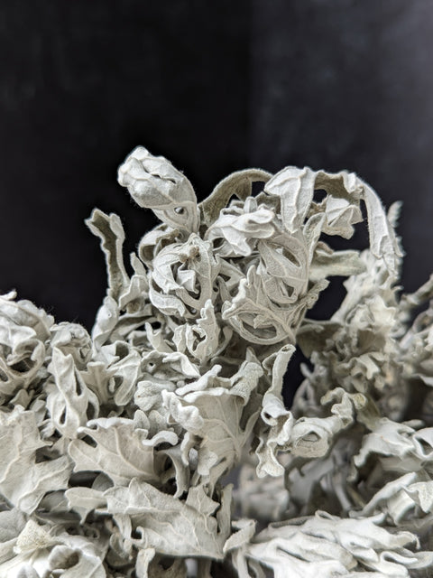 Dried Foliage Bunch-Dusty Miller - Sunny Meadows Flower Farm