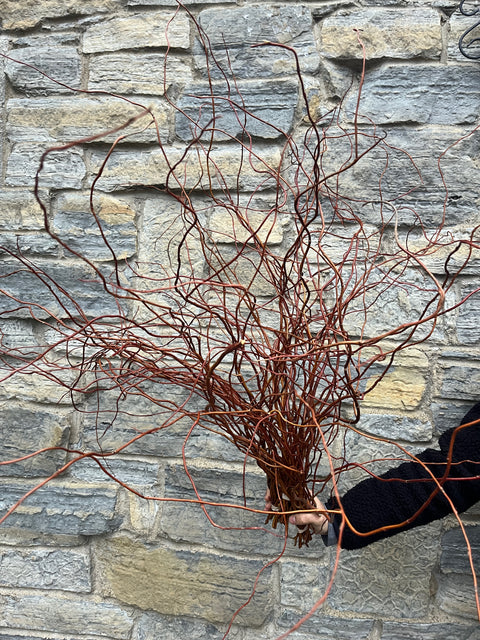 Holiday Curly Willow Bunch - Sunny Meadows Flower Farm