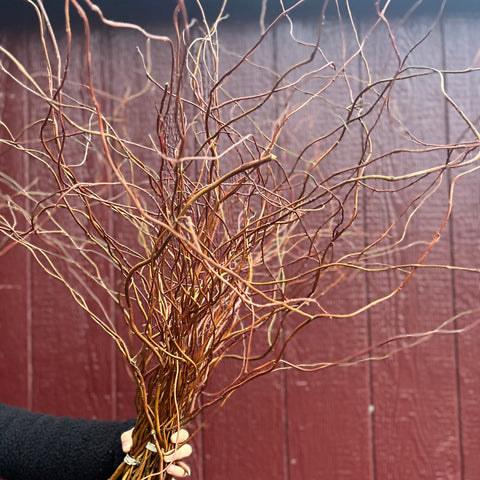 Holiday Curly Willow Bunch - Sunny Meadows Flower Farm